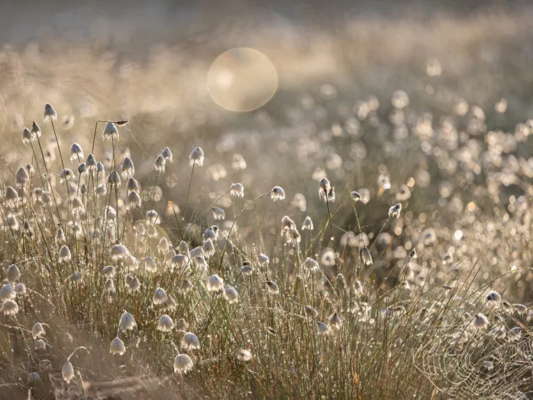 ZU sehen ist eine Fotografie von Anne Marquard: eine Nahaufnahme von Grass und Blumen am frühen Morgen.