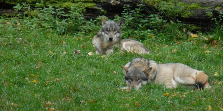 Zwei Wölfe im Gras liegend