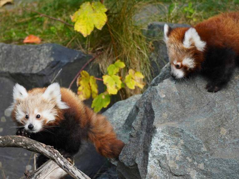 Zwei Jungtiere der Kleinen Pandas bei den ersten Kletterversuchen im Erlebnis-Zoo Hannover