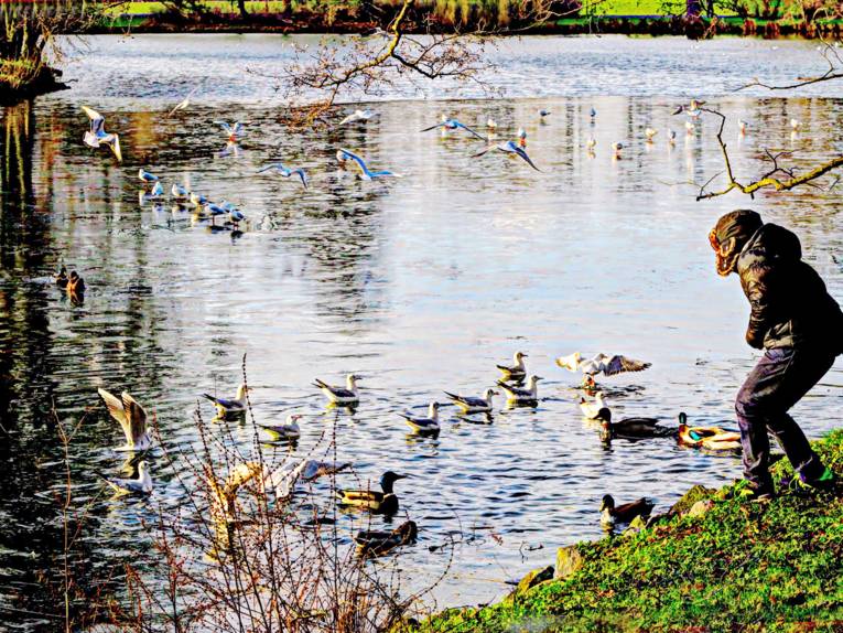 Eine Person fütter Wasservögel an einem Teich.