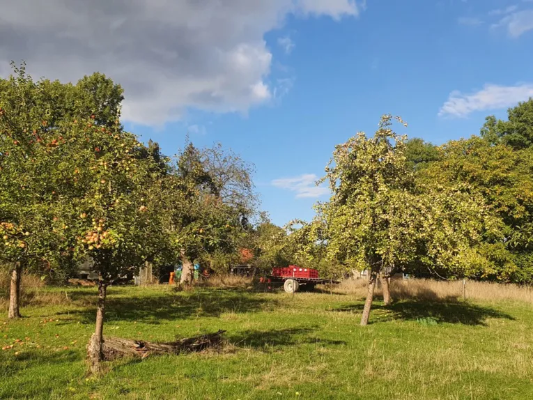 Blick auf eine Wiese mit Apfelbäumen.