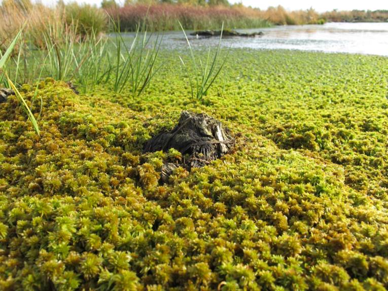 Teppich auch Torfmoosen in einem nassen Moor