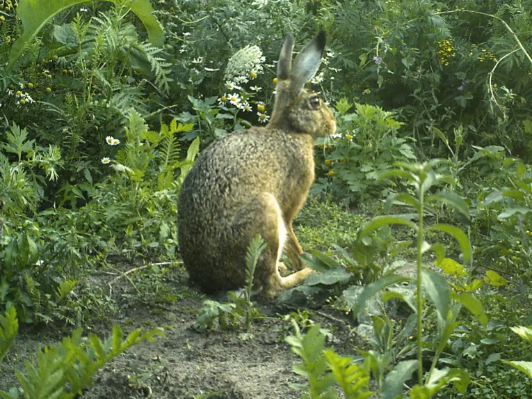 Hase in einer Wiese