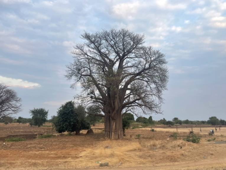 Der Baobab ist typisch im Landschaftsbild von Malawi.