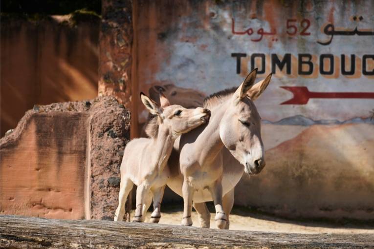 Erlebnis-Zoo Hannover