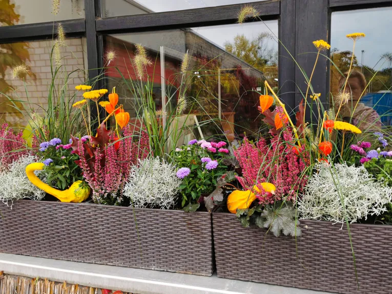 Ein herbstlich bepflanzter Blumenkasten.
