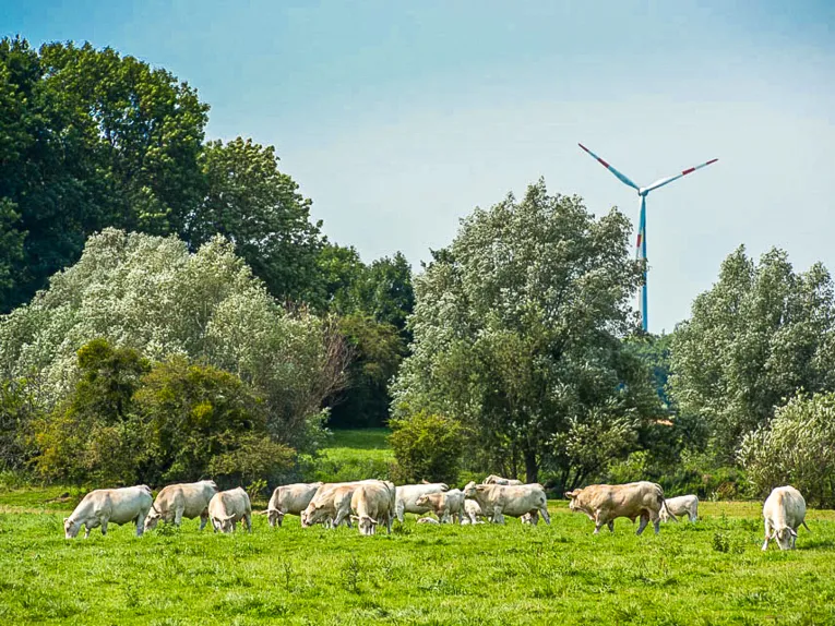 Mutterkühe auf einer Weide.