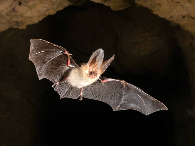 Eine Fledermaus mit ausgebreiteten Flügeln