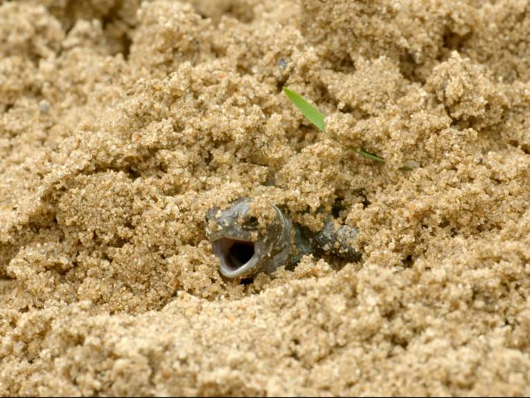 Eine frisch geschlüpfte Schildkröte gräbt sich aus dem Sand ans Tageslicht.
