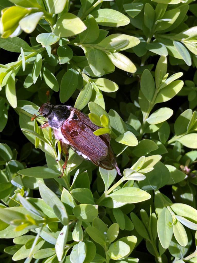 Ein Maikäfer erklimmt einen grünen Strauch.