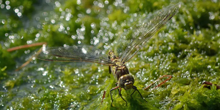 Libelle im Moor