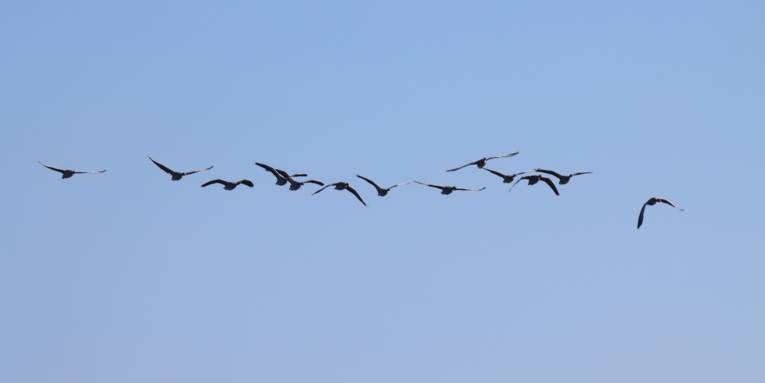Ein G&auml;nseschwarm fliegt am blauen Himmel.