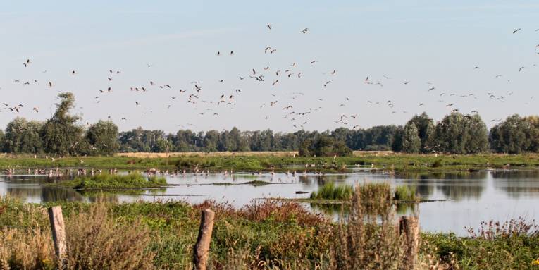 V&ouml;gel fliegen &uuml;ber einem Feuchtgebiet mit Gr&auml;sern und Wasserfl&auml;chen oder ruhen auf dem Wasser.