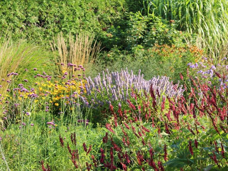 Diversen blühende Pflanzen in einem Garten