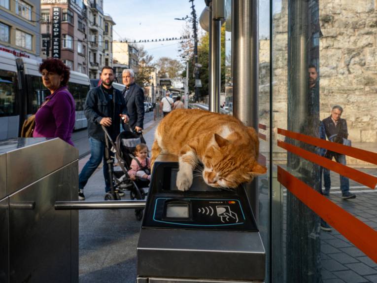 Zu sehen ist eine Fotografie vom Kristin Peter: Eine rote Katze liegt auf einer Zugangsbeschränkung einer Straßenbahn.
