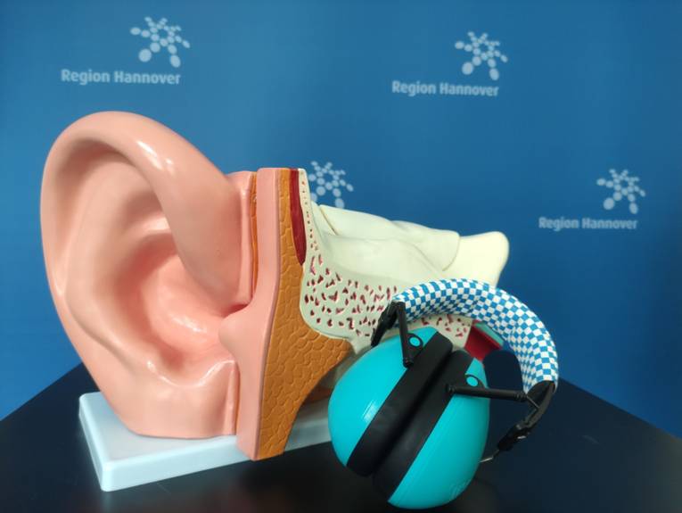Modell eines Ohres und ein Kapselgehörschutz