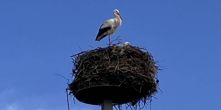 Ein Storch in einem Nest, das Nest steht auf einem hohen Metallpfeiler.
