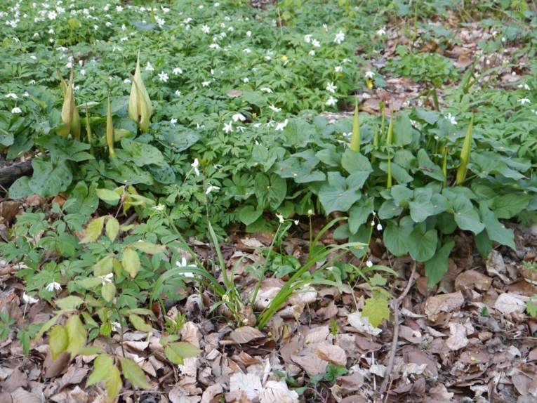 Pflanzen auf einem Waldboden.