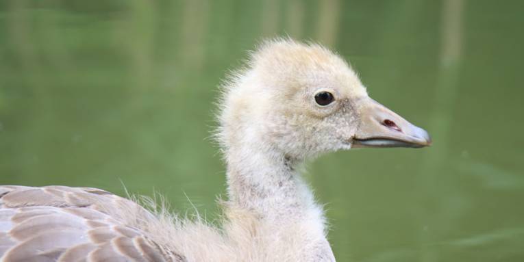 Nahaufnahme eines Graug&auml;nsek&uuml;kens.