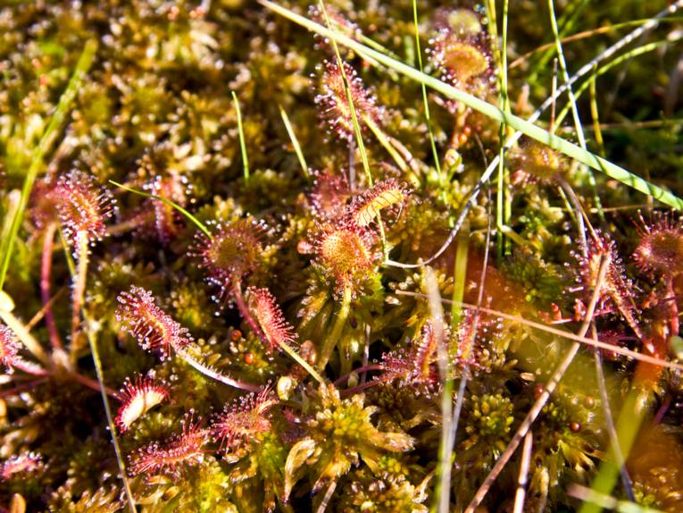 Auf den Bl&auml;ttern von Sonnentaupflanzen im Moor sind klebrige Tropfen.