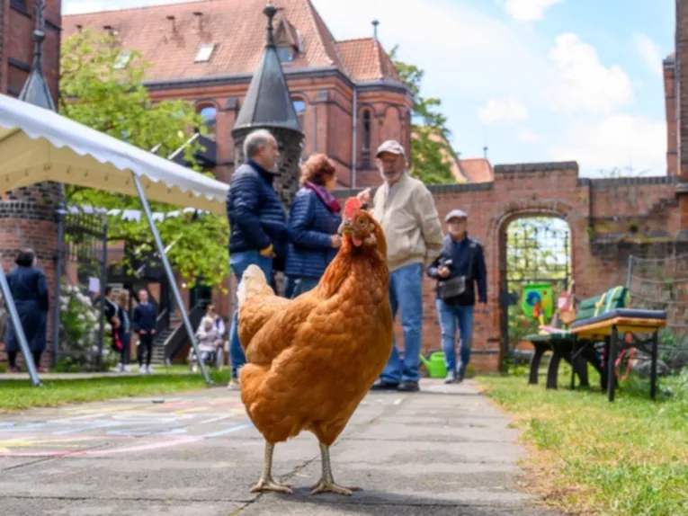 Ein braunes Huhn steht auf einem Weg. Dahinter Menschen, eine Bank mit Sitzpolstern und ein Backsteingeb&auml;ude mit roten Mauern und B&ouml;gen.