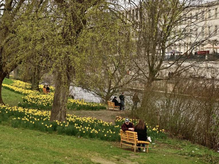 Narzissen blühen am Leineufer, auf Bänken sitzen Menschen.