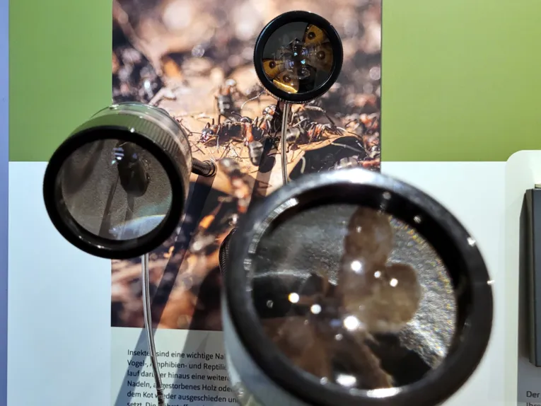 Blick auf verschiedene Insekten durch verschiedene Vergr&ouml;&szlig;erungsgl&auml;ser.