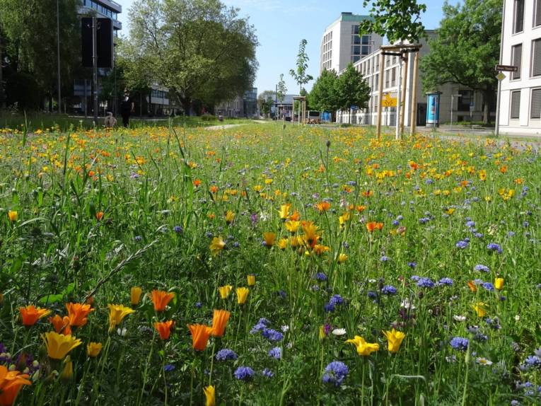 Blick auf einen bepflanzen Grünstreifen zwischen Häusern. Es blühen bunte Blumen.
