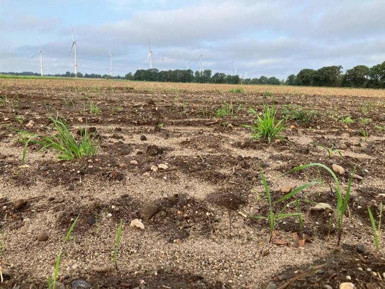 Einige grüne Halme auf einem Acker