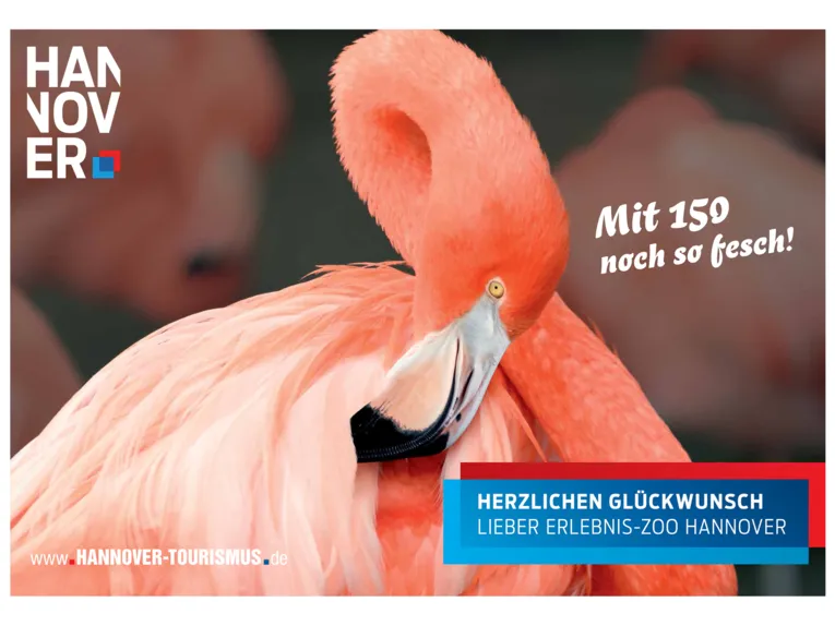 Flamingo im Erlebnis-Zoo Hannover