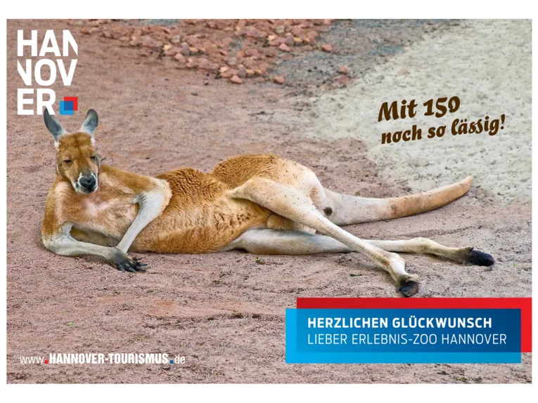 Känguruh im Erlebnis-Zoo Hannover