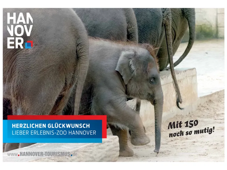 Elefanten im Erlebnis-Zoo Hannover