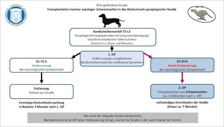 Eine DFG-geförderte Studie