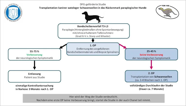 Eine DFG-geförderte Studie
