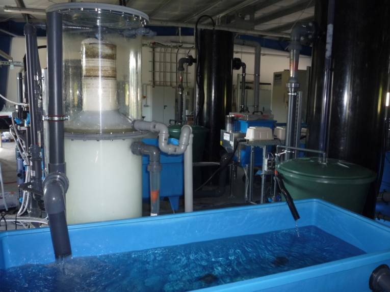 Spargel im Meerwasser