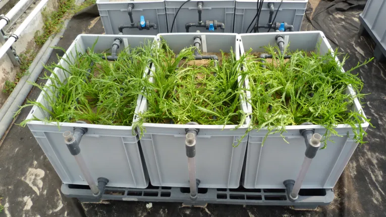Biofilter Meeresspargel: Der Spargel wächst in Kästen, durch die das Wasser aus den Fischbecken gepumpt wird. Dabei wird es gefiltert. 