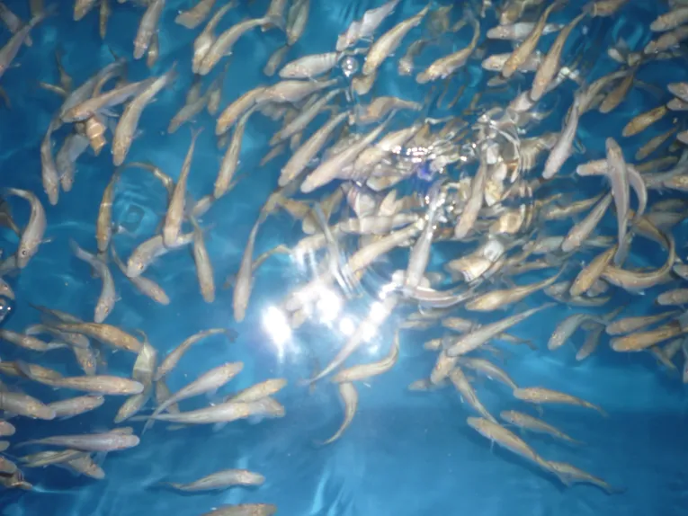 Die Meeresfische leben in Tanks. Das Meerwasser muss aufwändig hergestellt werden. 