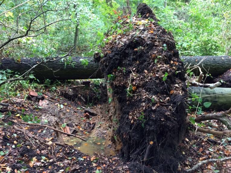 Ein umgestürzter Baum.
