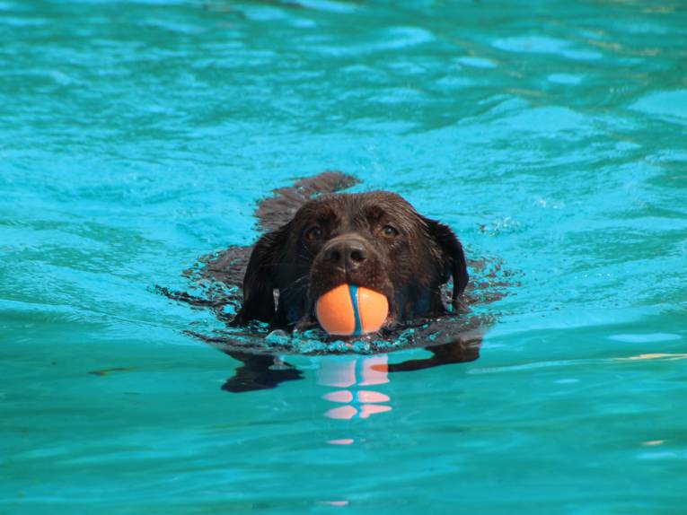 Hund mit Ball im Maul schwimmend