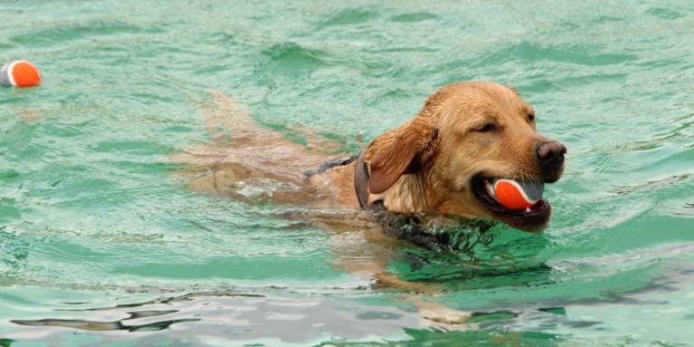Ein Hund mit Ball in der Schnauze im Wasser
