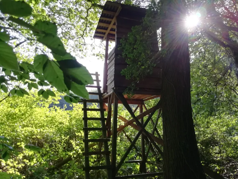 Ein Hochsitz im Wald mit Gegenlicht