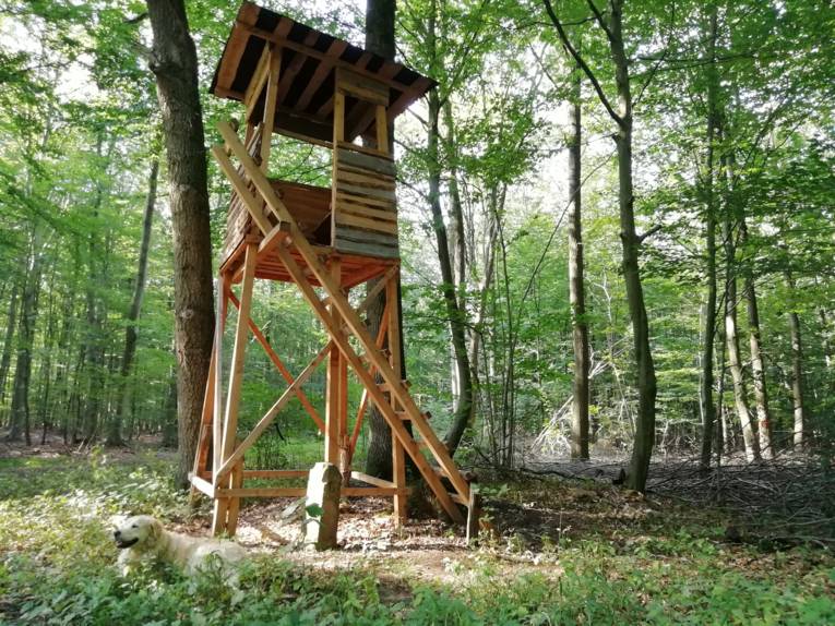 Hochsitz im Wald mit einem Golden Retriever daneben liegend