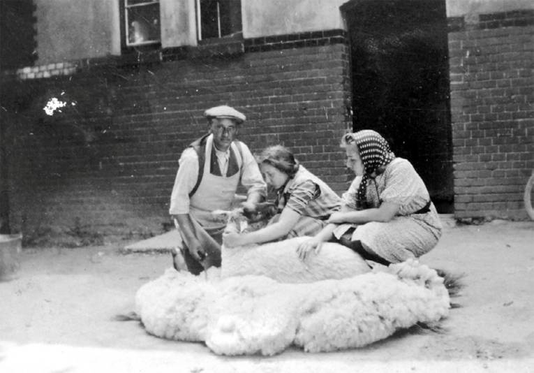 Sheep shearing in the farmyard north of the laundry in 1936