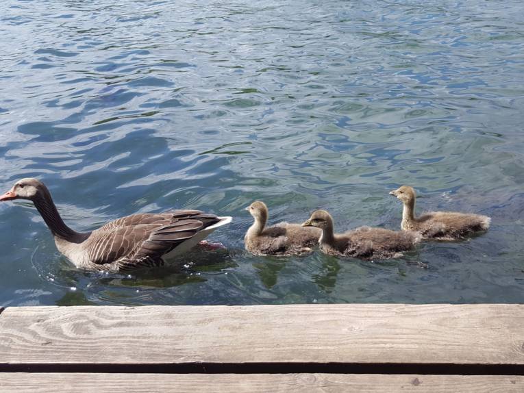 Eine Entenmutter mit drei Küken auf dem Maschsee.