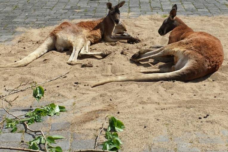 Zwei Kängurus liegen im Sand auf einer gepflasterten Straße.