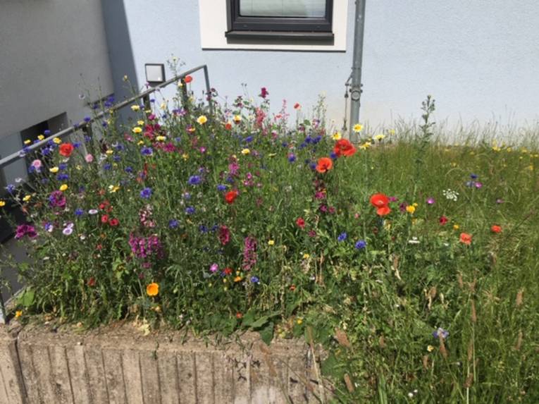 Blumen sprießen auf einer Rasenfläche.