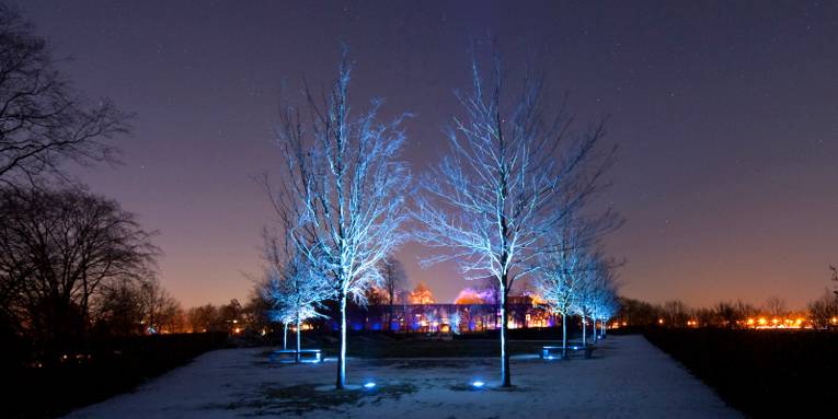 Die Lichtinstallation „Amore e vita“ der Künstlerin Yvonne Goulbier taucht winterliche Bäume im Amtsgarten von Schloss Landestrost in blaues Licht. Im Hintergrund sind die blau leuchtenden Hainbuchen zu erkennen