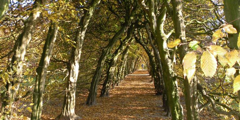 Ein Sandweg wird links und rechts von Hainbuchen gesäuft. Oben stoßen die Baumkronen aneinander, so dass ein tunnelartiger Gang entsteht. Es ist Herbst, die Blätter der Bäume sind gelblich verfärbt und fallen zu Boden.