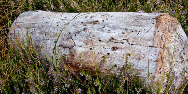 Stück eines abgestorbenen Baumstamms, der in blühender wilder Heide liegt 