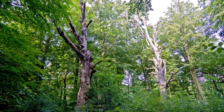 Wald, der Blick konzentriert sich auf zwei alte, knorrige Bäume mit wenig Laub, vielleicht sind sie bereits abgestorben.